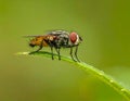 Small muscidae fly resting on a green leaf under a blurred green background Royalty Free Stock Photo