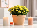 Pot with beautiful Chrysanthemum flowers and candles on table in room Royalty Free Stock Photo