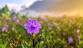 The Purple flower in the garden. Royalty Free Stock Photo