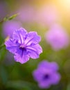 The Purple flower in the garden. Royalty Free Stock Photo