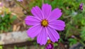The Purple flower in the garden. Royalty Free Stock Photo
