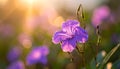 The Purple flower in the garden. Royalty Free Stock Photo