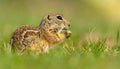 Cute Ground squirrel, Spermophilus pygmaeus, eats the grass. Side view Royalty Free Stock Photo
