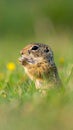 Cute Ground squirrel, Spermophilus pygmaeus, eats the grass. Side view Royalty Free Stock Photo