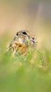 Cute Ground squirrel, Spermophilus pygmaeus, eats the grass. Side view Royalty Free Stock Photo
