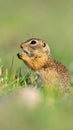 Cute Ground squirrel, Spermophilus pygmaeus, eats the grass. Side view Royalty Free Stock Photo