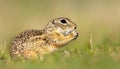 Cute Ground squirrel, Spermophilus pygmaeus, eats the grass. Side view Royalty Free Stock Photo