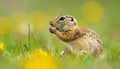 Cute Ground squirrel, Spermophilus pygmaeus, eats the grass. Side view Royalty Free Stock Photo