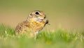 Cute Ground squirrel, Spermophilus pygmaeus, eats the grass. Side view Royalty Free Stock Photo