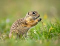 Cute Ground squirrel, Spermophilus pygmaeus, eats the grass. Side view Royalty Free Stock Photo
