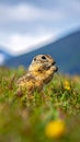 Cute Ground squirrel, Spermophilus pygmaeus, eats the grass. Side view Royalty Free Stock Photo
