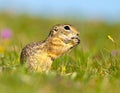 Cute Ground squirrel, Spermophilus pygmaeus, eats the grass. Side view Royalty Free Stock Photo