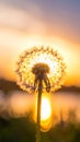 Dandelion backlighted by the sun. close up Royalty Free Stock Photo