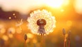 Dandelion backlighted by the sun. close up Royalty Free Stock Photo