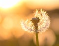 Dandelion backlighted by the sun. close up Royalty Free Stock Photo