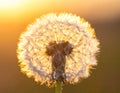 Dandelion backlighted by the sun. close up Royalty Free Stock Photo