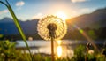 Dandelion backlighted by the sun. close up Royalty Free Stock Photo