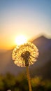 Dandelion backlighted by the sun. close up Royalty Free Stock Photo