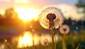 Dandelion backlighted by the sun. close up Royalty Free Stock Photo