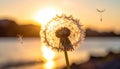 Dandelion backlighted by the sun. close up Royalty Free Stock Photo