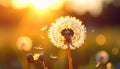 Dandelion backlighted by the sun. close up Royalty Free Stock Photo
