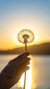 Dandelion backlighted by the sun. close up Royalty Free Stock Photo