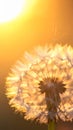 Dandelion backlighted by the sun. close up Royalty Free Stock Photo