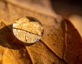 Water Drop on Autumn Leaf Royalty Free Stock Photo