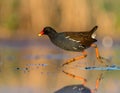 Moorhen Running on Water Royalty Free Stock Photo