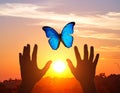 Butterfly of Hope at Sunset Royalty Free Stock Photo