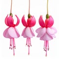 Pink Fuchsia flower isolated on white background. Set of flower heads isolated Royalty Free Stock Photo