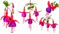 Pink Fuchsia flower isolated on white background. Set of flower heads isolated Royalty Free Stock Photo