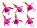 Pink Fuchsia flower isolated on white background. Set of flower heads isolated Royalty Free Stock Photo