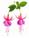 Pink Fuchsia flower isolated on white background. Set of flower heads isolated Royalty Free Stock Photo
