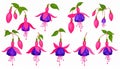 Pink Fuchsia flower isolated on white background. Set of flower heads isolated Royalty Free Stock Photo