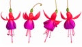 Pink Fuchsia flower isolated on white background. Set of flower heads isolated Royalty Free Stock Photo