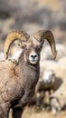Close up of an alert big horn ram with ewes in the background Royalty Free Stock Photo
