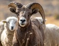 Close up of an alert big horn ram with ewes in the background Royalty Free Stock Photo