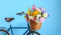 A bicycle with a basket of beautiful flowers on a light blue background. Royalty Free Stock Photo
