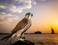 Arabian Falcon Overlooking the Dubai Skyline at Sunset Royalty Free Stock Photo