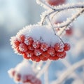 Clusters of red rowan berries are encrusted with frost, resting under a layer of snow on slender branches Royalty Free Stock Photo
