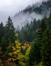 Washington misty woods Royalty Free Stock Photo