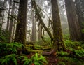 Washington misty woods Royalty Free Stock Photo