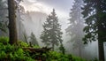 Washington misty woods Royalty Free Stock Photo