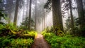 Washington misty woods Royalty Free Stock Photo