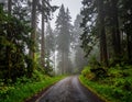 Washington misty woods Royalty Free Stock Photo