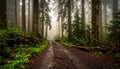Washington misty woods Royalty Free Stock Photo