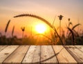 Silhouette photo of grass flower field sunset on wooden texture, abstract background Royalty Free Stock Photo