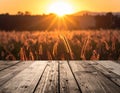 Silhouette photo of grass flower field sunset on wooden texture, abstract background Royalty Free Stock Photo