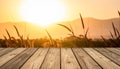 Silhouette photo of grass flower field sunset on wooden texture, abstract background Royalty Free Stock Photo